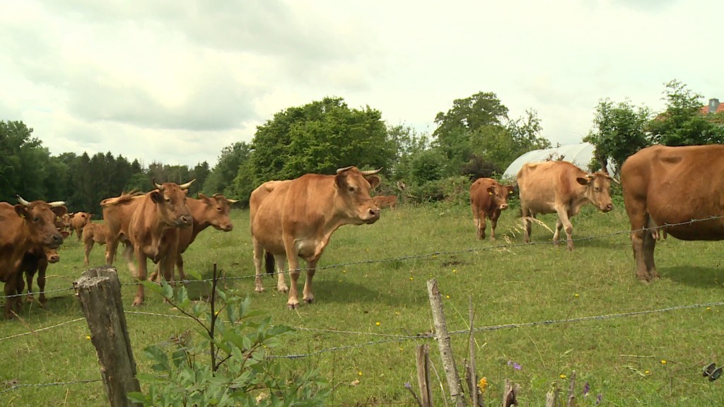 Foto: Mehrere Rinder auf einer Weide