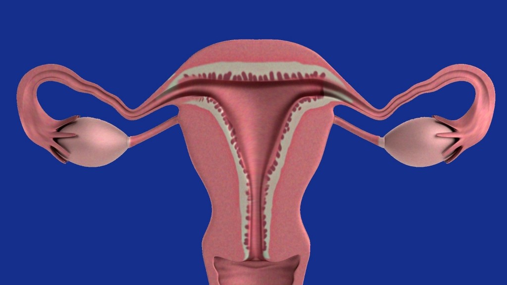Gebärmutter und Eierstöcke (Foto: pixabay)