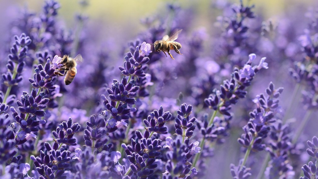 Lavendel duftet auch für Bienen verlockend. (Foto. Pixabay / castleguard)