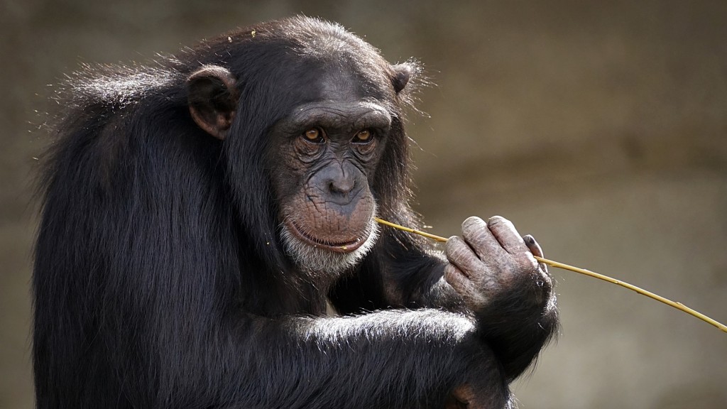 Symbolbild Schimpanse (Pixaby)
