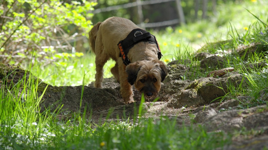 Ein Hund schnüffelt (Foto: Pixabay / Antranias)