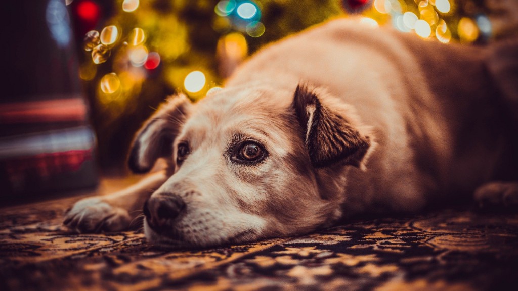 Hund (Foto: pixabay)