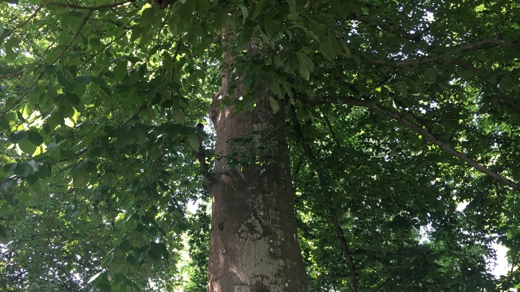 Symbolbild: ein Baum