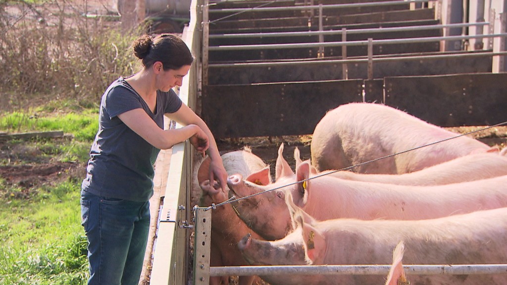 Foto: Eine Frau streichelt Schweine in einem Stall