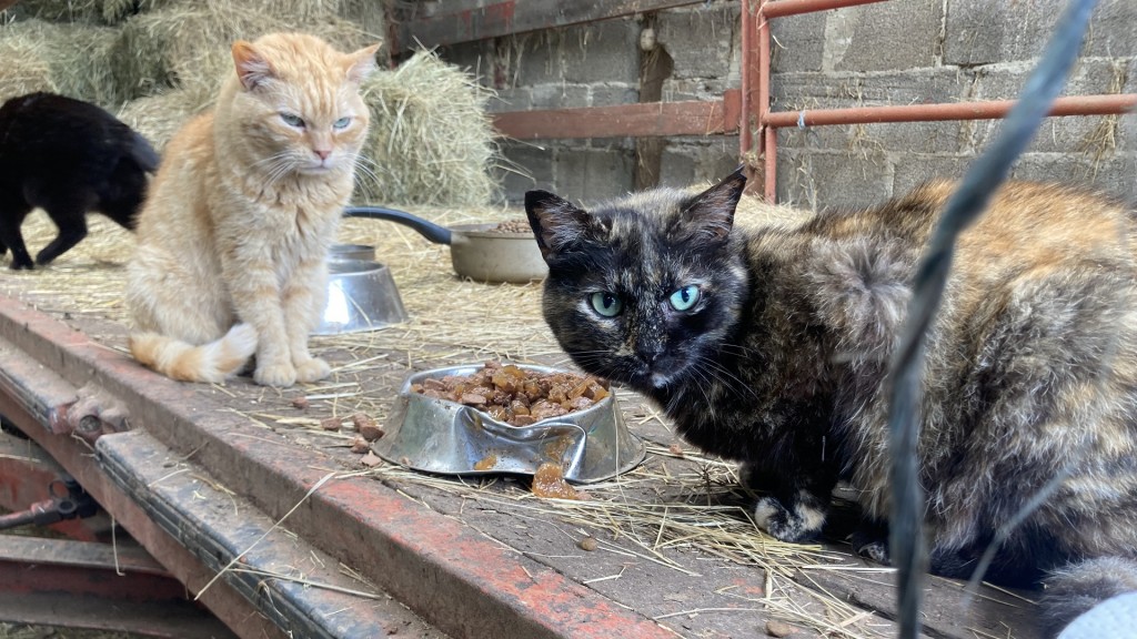 Katzen auf einem Bauernhof essen Nassfutter