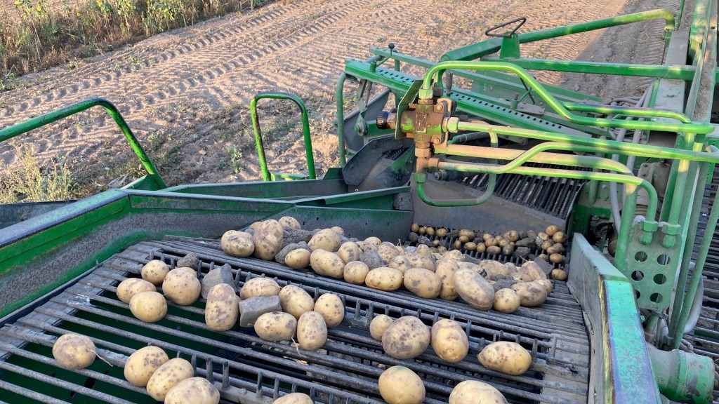 Kartoffeln auf dem Band der Erntemaschine