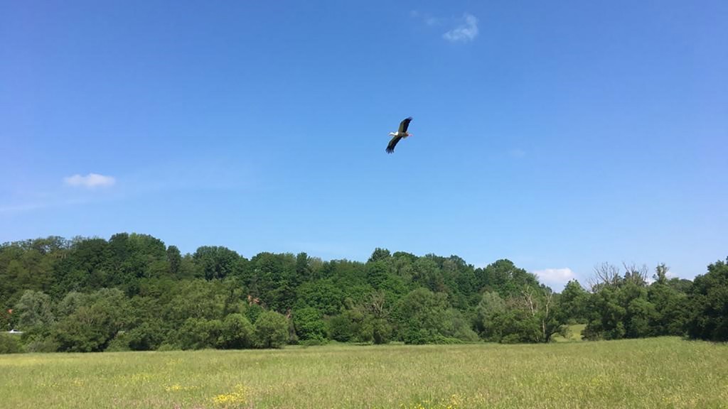 Ein Storch fliegt vorbei