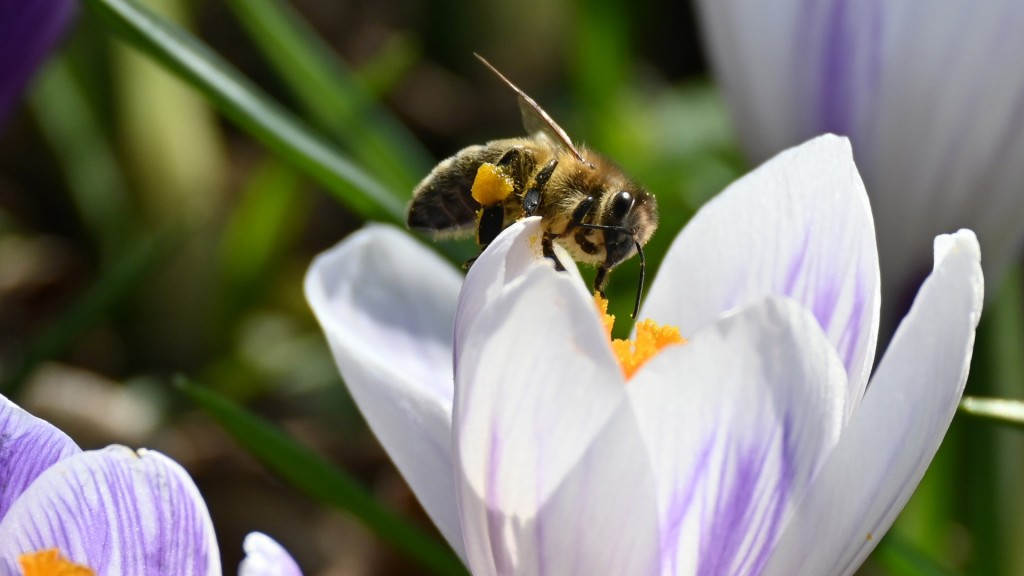 Foto: Eine Biene sitzt auf einem lila Krokus und sammelt Blütenstaub.