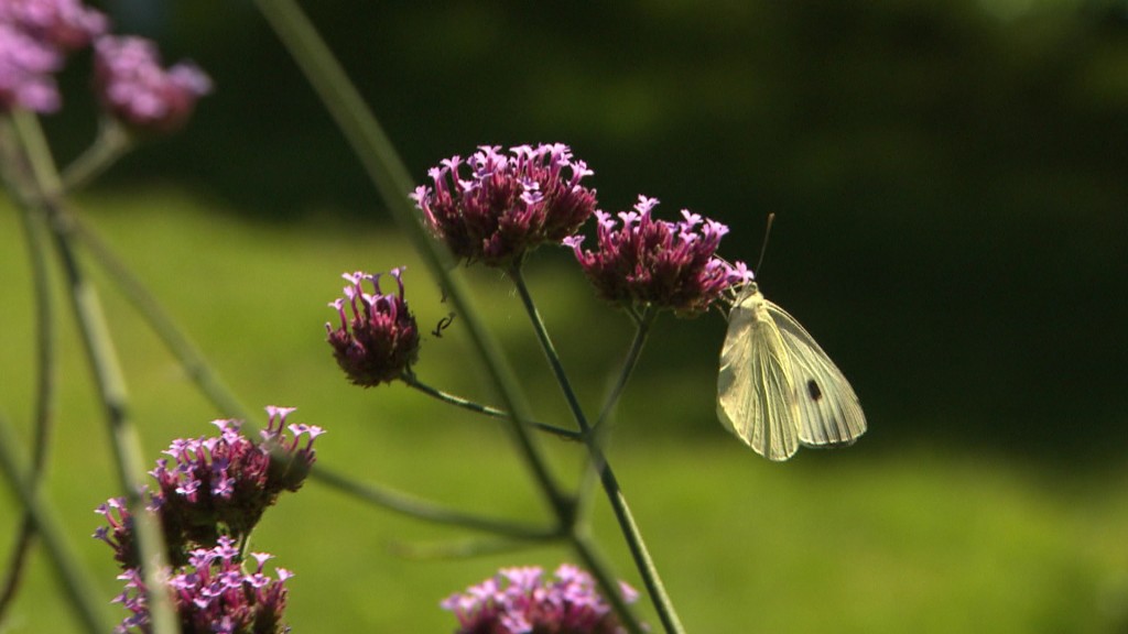 Foto: Schmetterling sitzt auf einer Blume