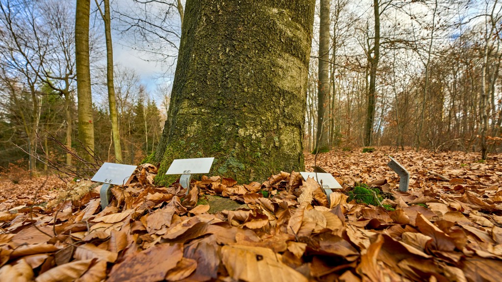 Namensschilder stehen am Stamm eines Baumes im Bestattungswald