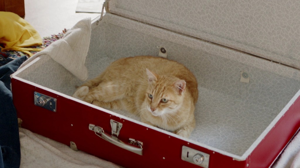 Foto: Katze in einem Koffer 