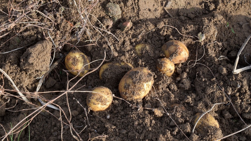 Kartoffeln in der Erde