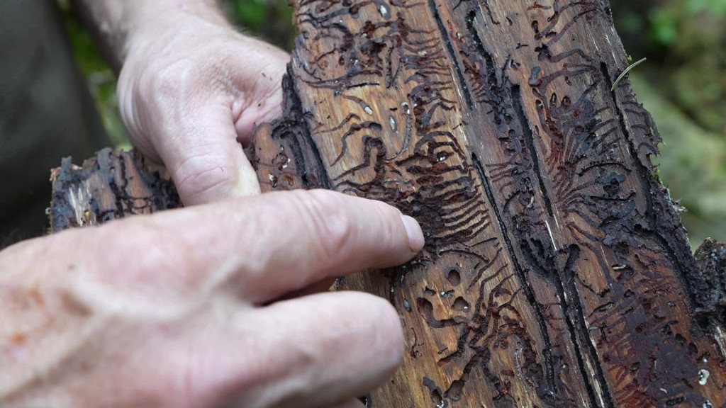 Holz mit Spuren von Borkenkäfern