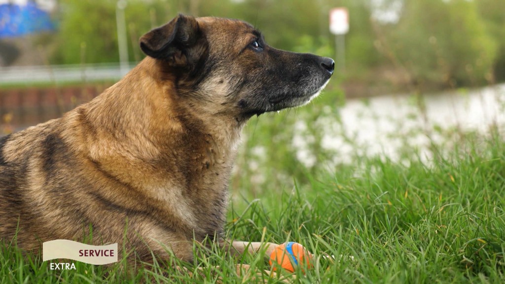 Foto: Hund mit einem Ball