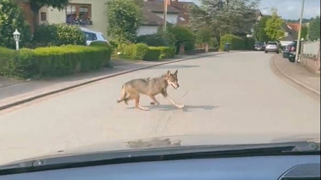 Foto: Ein Social-Media-Video zeigt eine vermeintliche Sichtung eines freilaufenden Tieres in Eiweiler