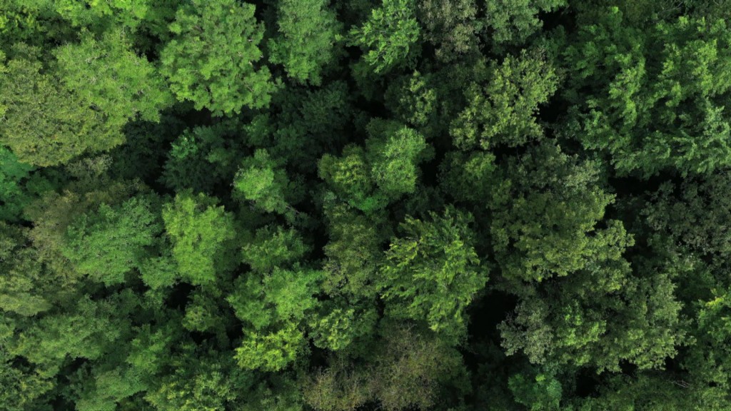 Foto: Ein Wald von oben 