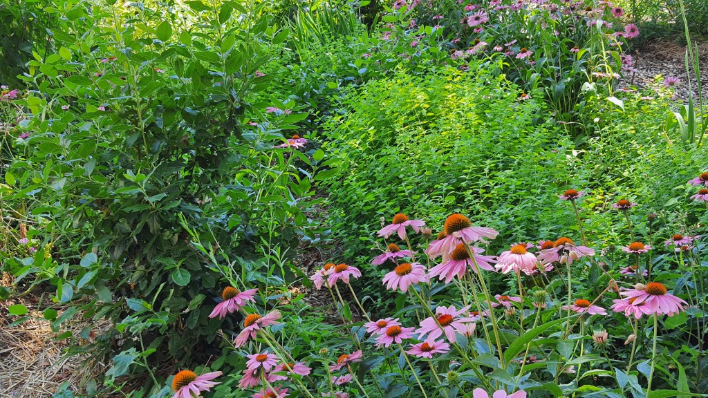 Garten im Sommer