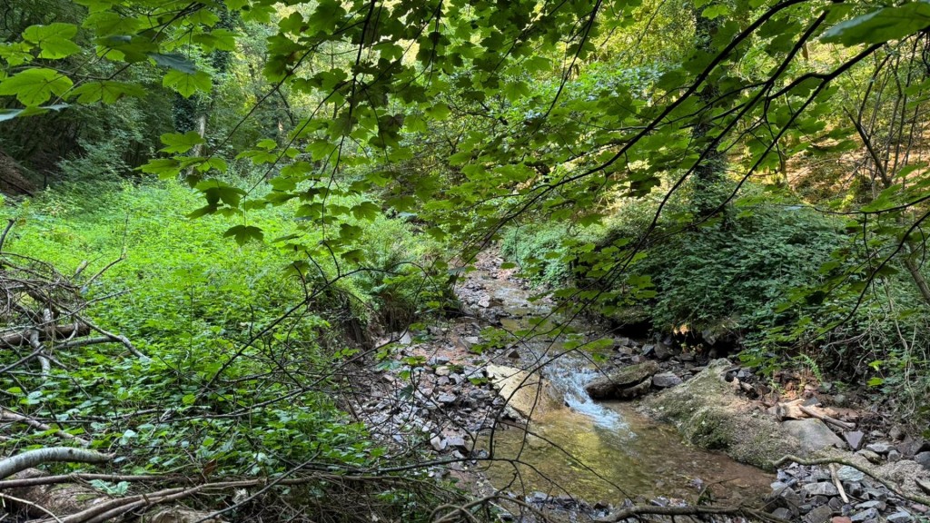 Der Steinbach an der Saarschleife