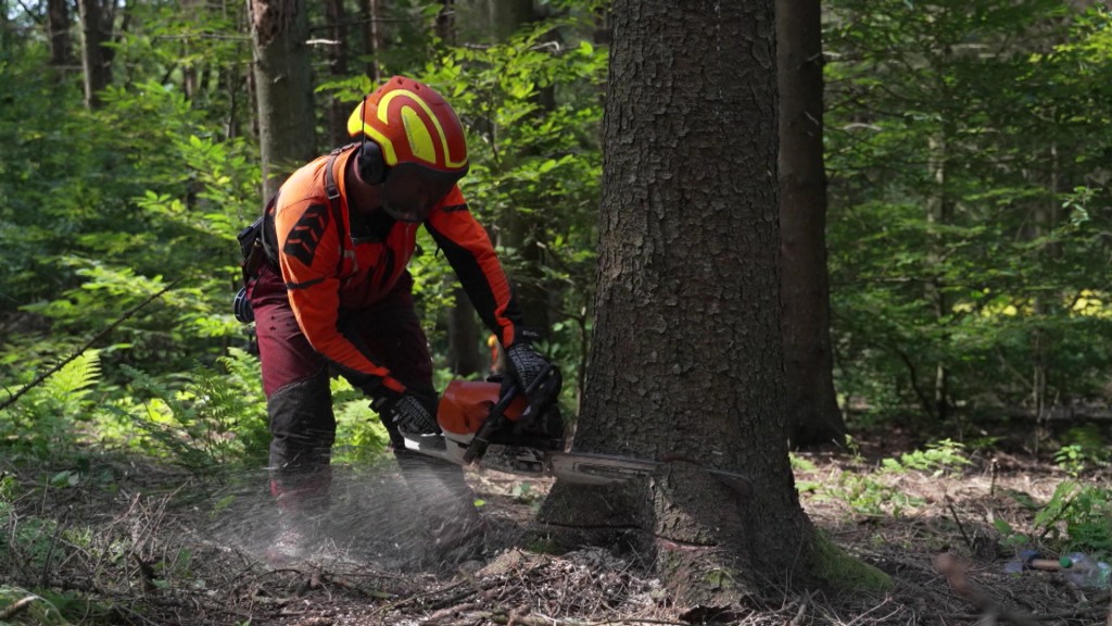 Foto: Ein Waldarbeiter sägt einen Baum ab