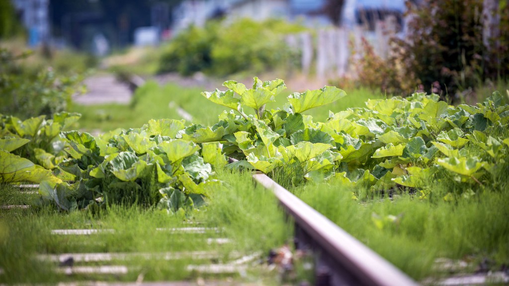 Stillgelegte Bahngleise werden von der Natur zurückerobert