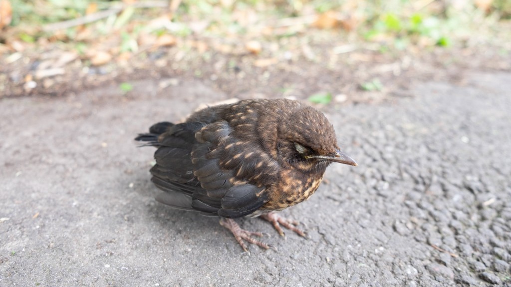 Eine kranke Amsel sitzt apathisch auf einem Feldweg.