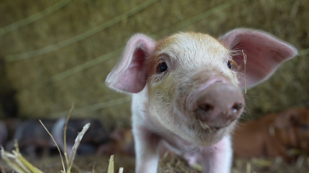 Foto: Weideschwein