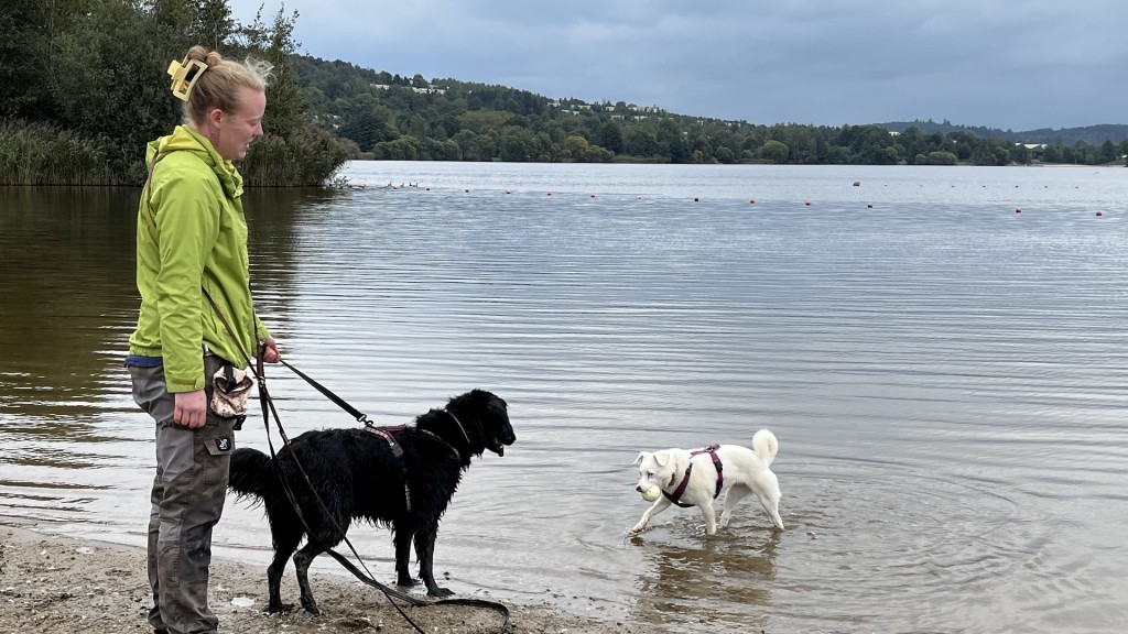 Hundeschwimmen am Bostalsee