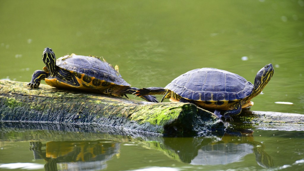 Zwei Schmuckschildkröten auf einem Ast im Wasser