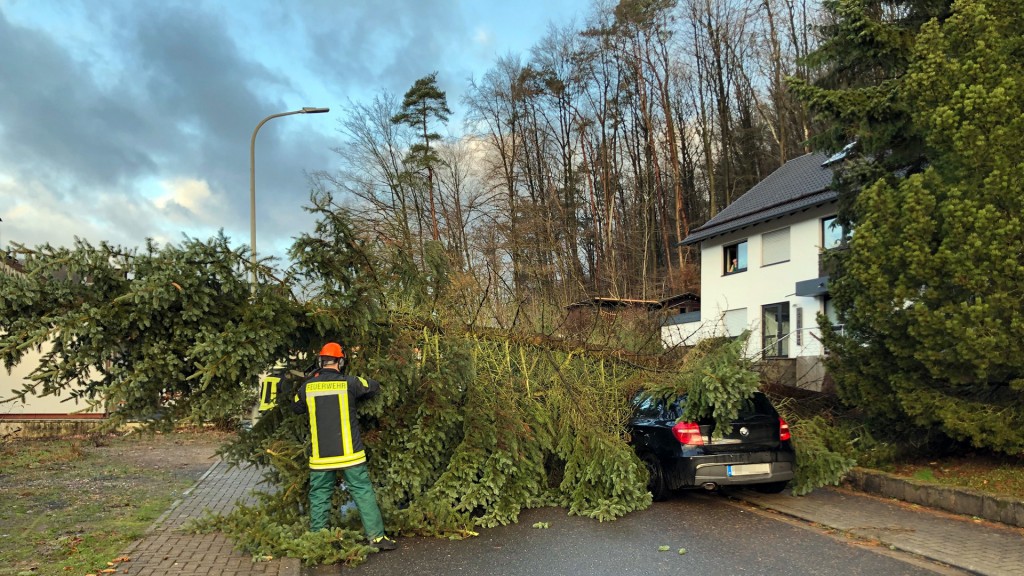 Umgestürzter Baum auf einem Auto