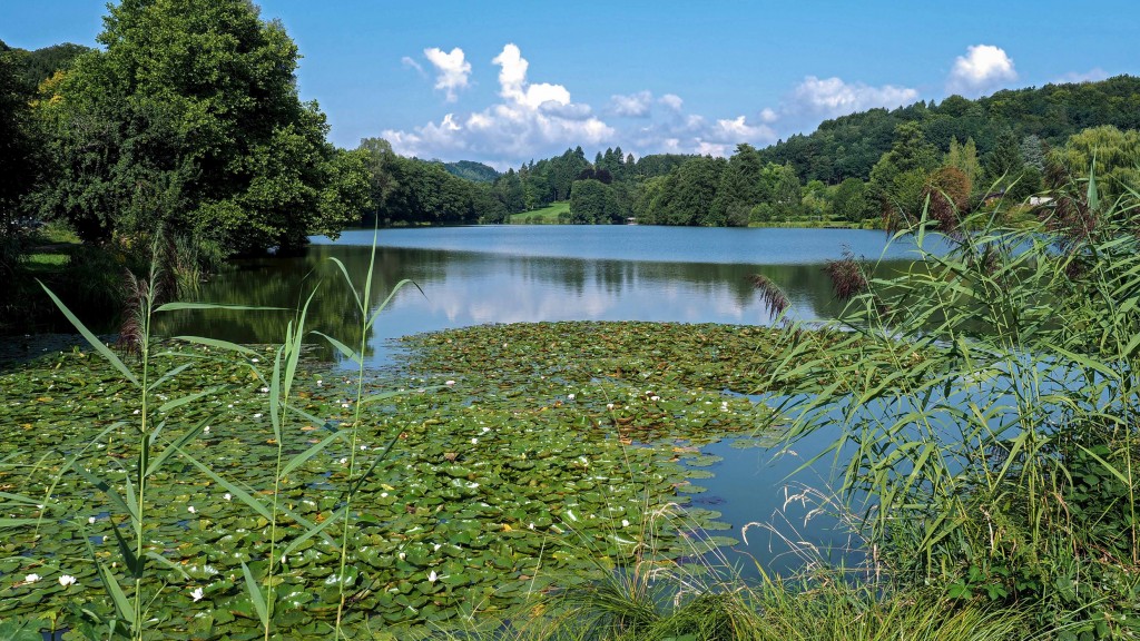 Niederwürzbacher Weiher