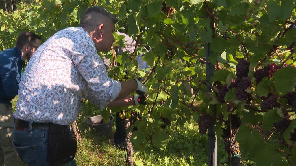 Foto: Bürgermeister schneidet Weinreben ab