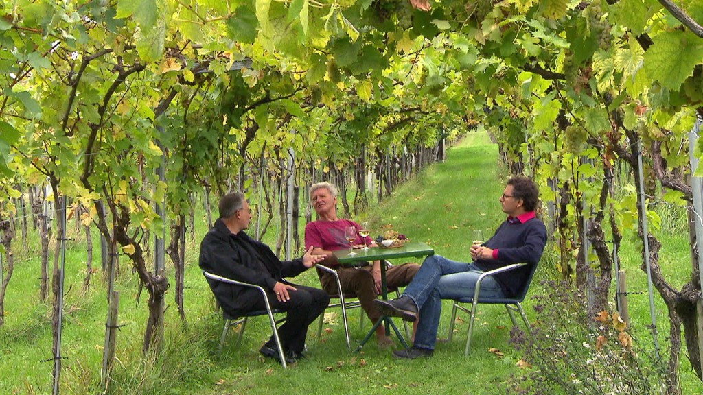 Foto: Friemel und Co. zwischen Weinreben