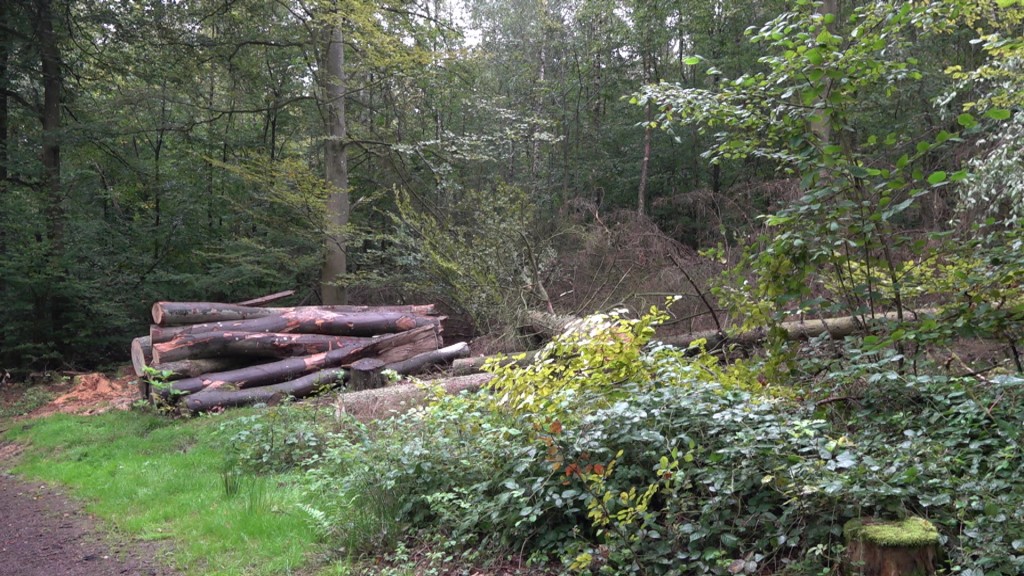 Foto: Gefällt Bäume im Wald