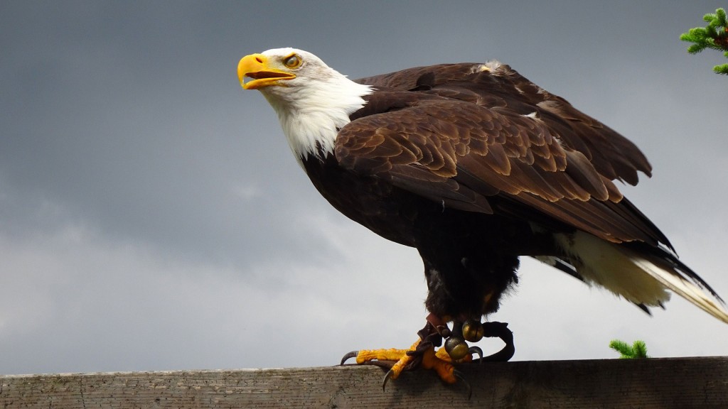 ein Weißkopfseeadler