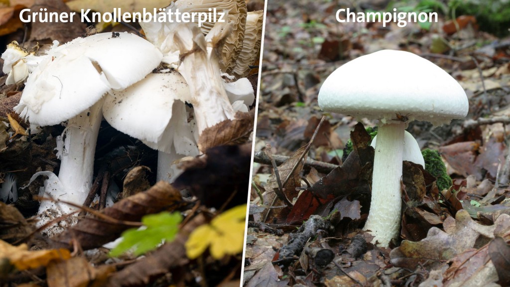 Foto: Grüner Knollenblätterpilz – Champignon