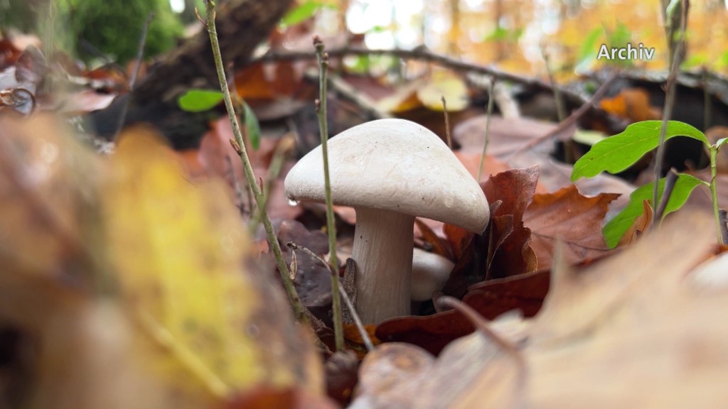 Foto: Ein Waldpilz