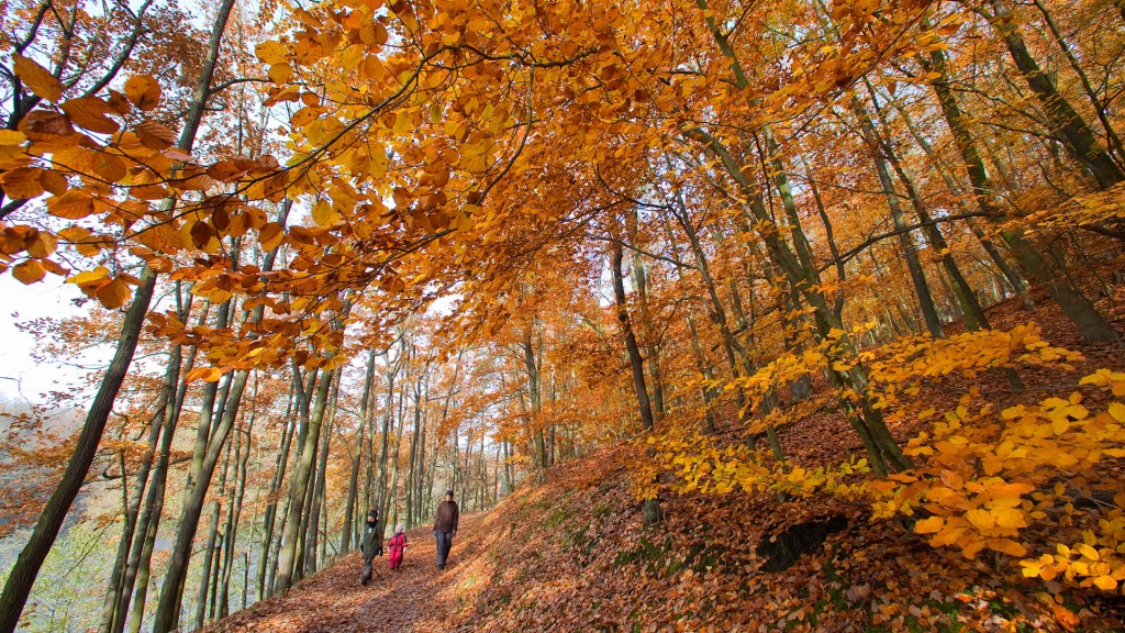 Wanderung durch den Herbstwald