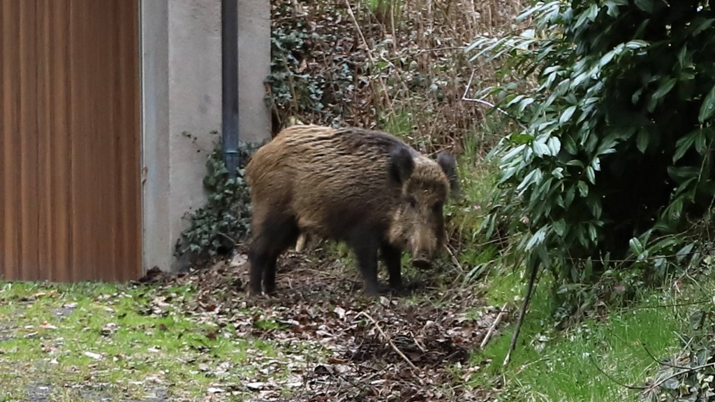 Ein Wildschwein steht am Nachmittag an einer Garage in einem Wohngebiet