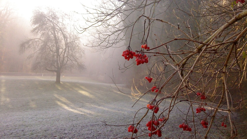 Garten nach dem ersten Frost