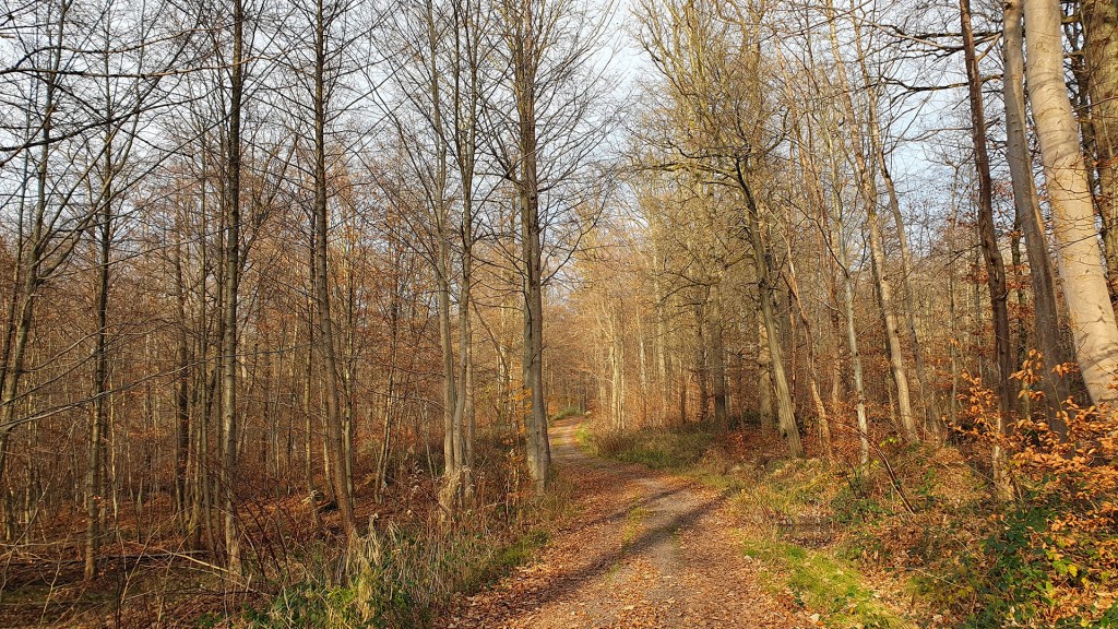 Saarländischer Wald im Spätherbst