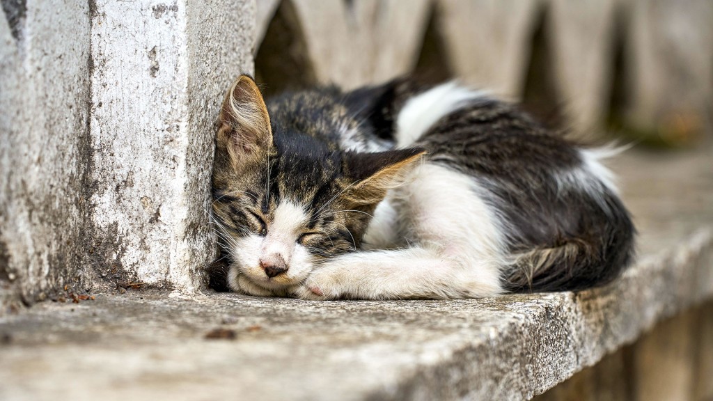 Foto: Katze schläft 