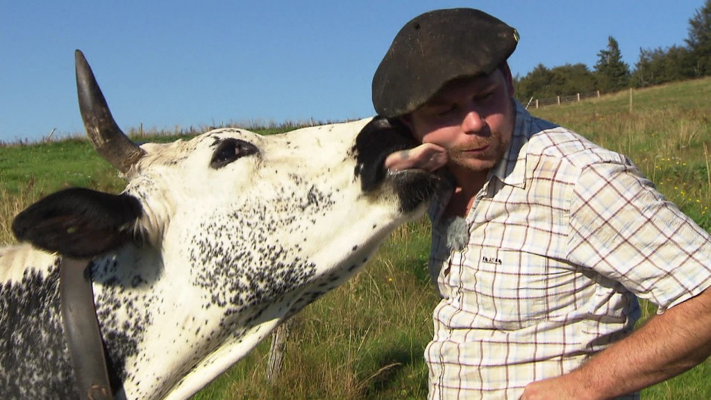 Foto: Kuh schleckt einem Bauern übers Gesicht