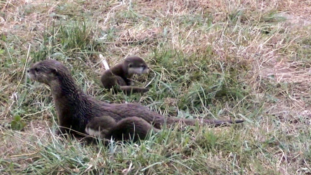 Foto: Eine Fischotter-Mama mit zwei Fischotter-Babys