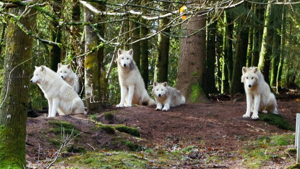 Foto: Die neuen Polarwölfe