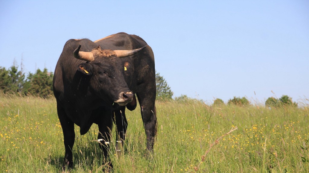 Taurusrind auf der Habichtswiese der 