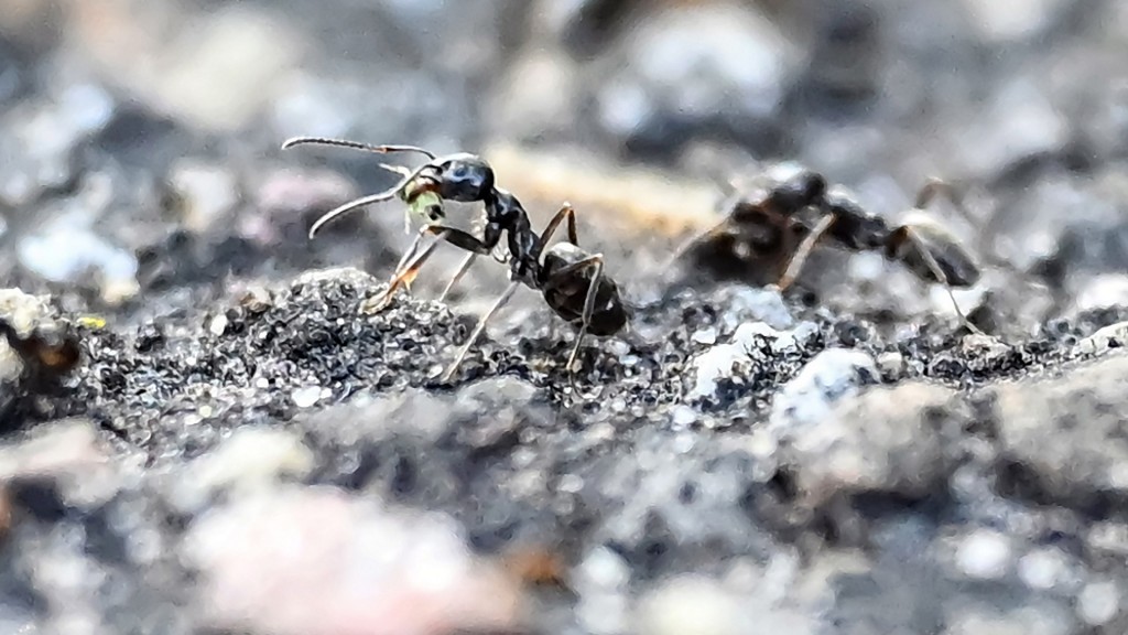 Große Drüsenameise (Tapinoma magnum). Ameisen krabbeln auf dem Boden.