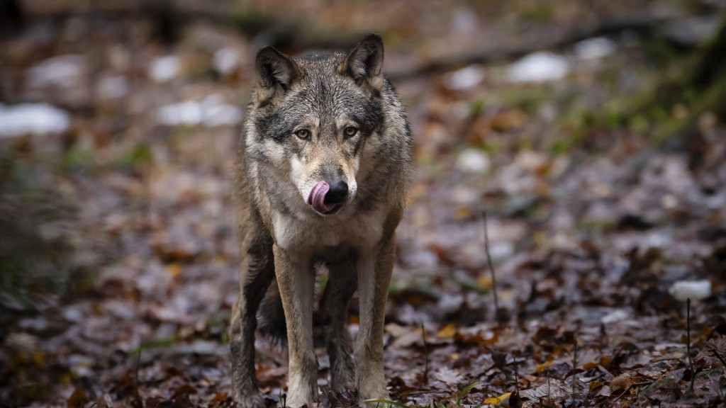 Foto: Wolf im Waldgebiet