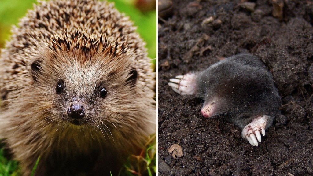 Igel & Maulwurf