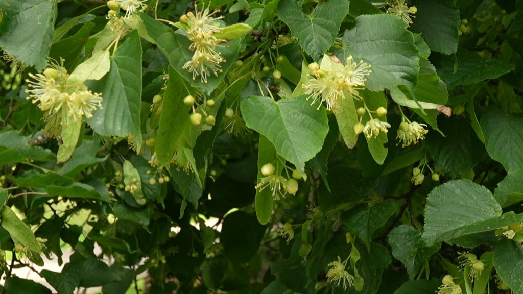 Foto: Linden-Blätter