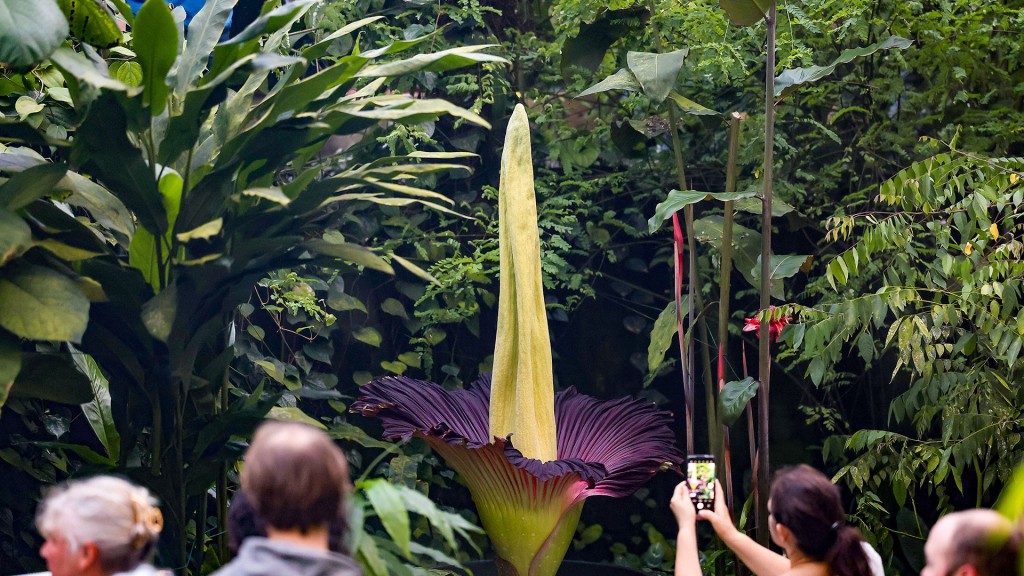 Besucher eines botanischen Garten schauen sich die Blüte einer Titanenwurz an